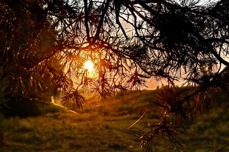 Backlight branch conifers photo