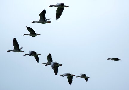 Wild geese flock of birds swarm