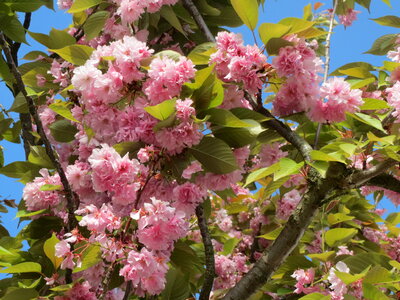Kanzan Cherry Blossoms photo
