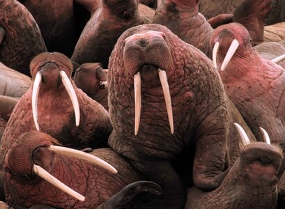 Marina pacific walrus