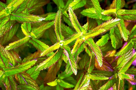 Colorful leaf plant