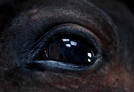 Animal black eye