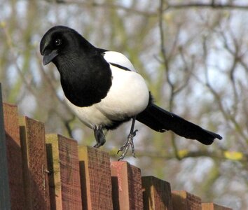 Magpie nature birds photo