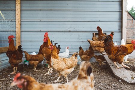 Farm animal bird photo