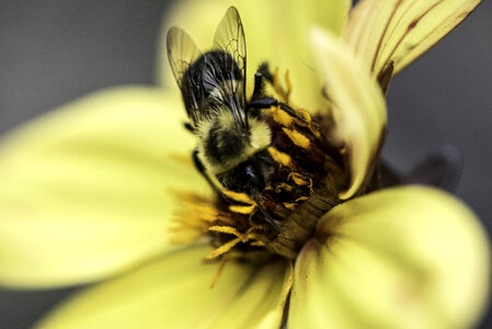Yellow Bee in Yellow Flower