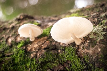 Mushrooms