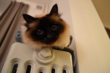 Close up birman heating