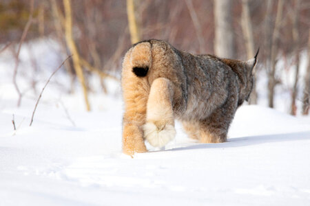 Female Canada lynx