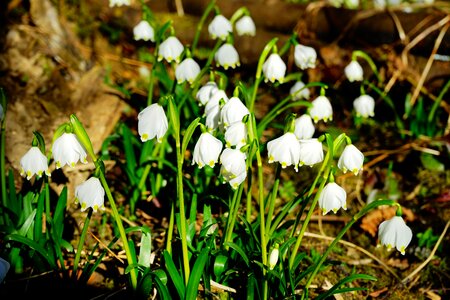 Bloom white forest photo