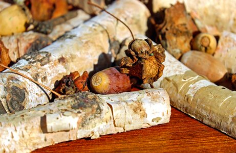 Acorn bark kernel
