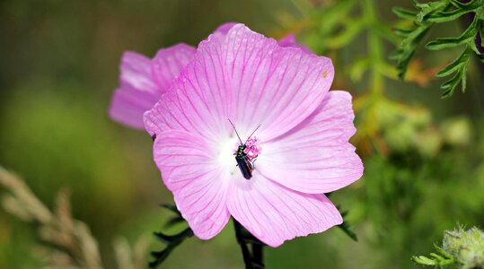 Beautiful Flowers blooming blossom