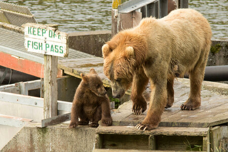 Kodiak brown bear sow and cub