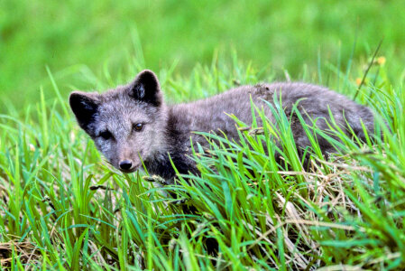 Fox Pup photo