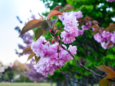 Pink Flowers photo