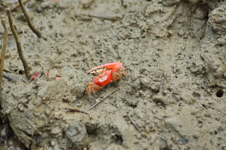 Crab In Marsh