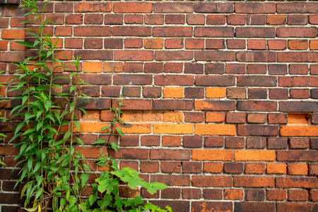 Red Brick Wall and Plants photo