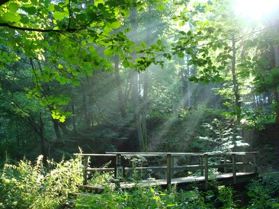 Light sun nature