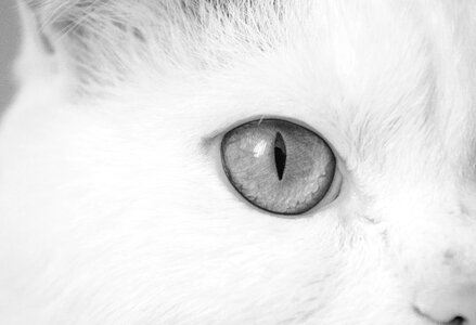 Macro closeup black white