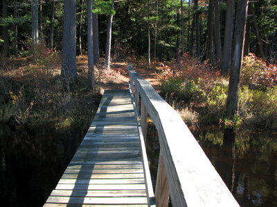 Boardwalk in the woods photo