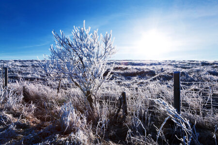 Winter landscape with hoar frost and rising sun photo
