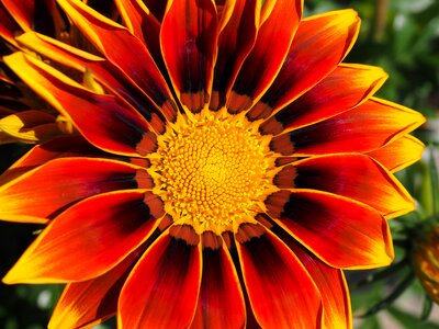 Flower yellow red