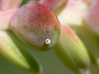 Butterfly egg macro