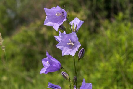 Beautiful Flowers bloom blooming photo