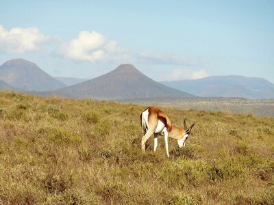Animals gazelle meadow
