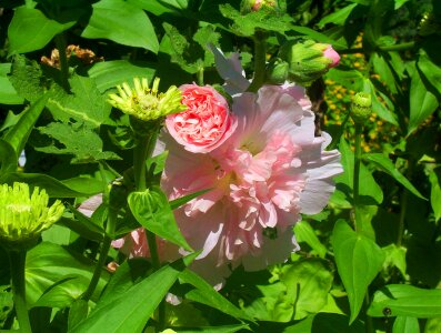 Petal flora floral photo