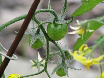 Plant garden food