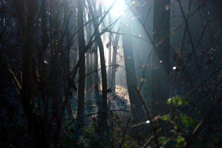 Environment evening fog