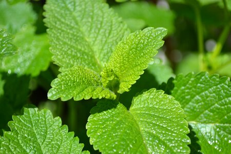 Green leaves garden photo