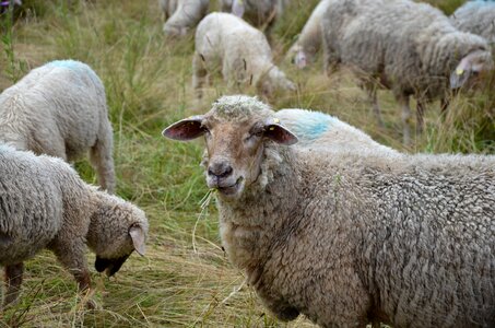 Grass wool sheep's wool