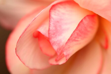 Beautiful Flowers biology bloom