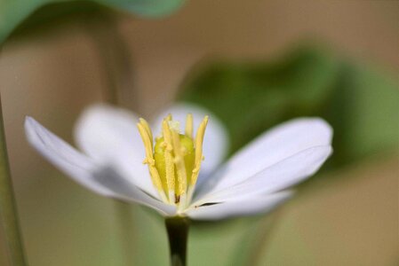Blossom white 