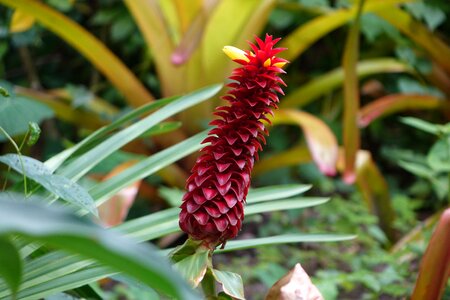Flower tropical botanical