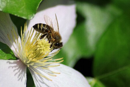 Pistil sprinkle bee photo