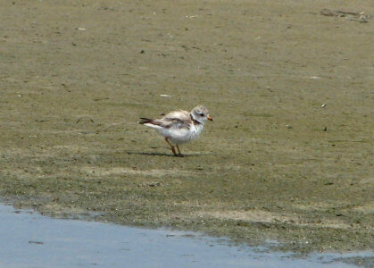 Piping plover adult photo