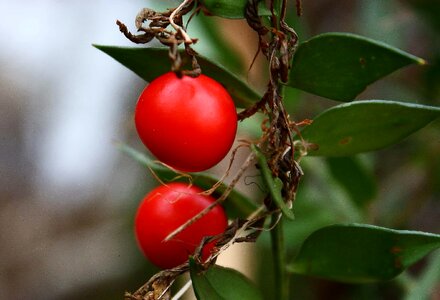 Berry garden herb