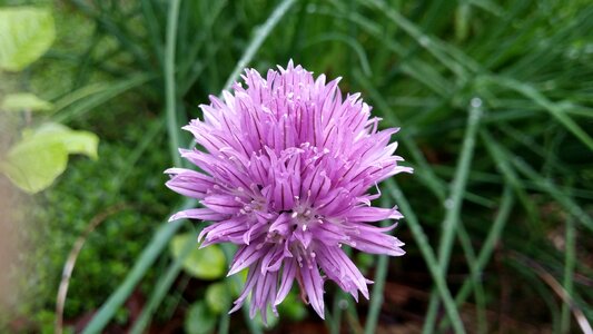 Herb flower food photo