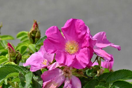 Blossom flora nature