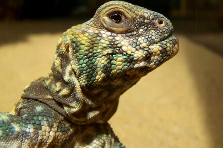 Chameleon reptile close up photo