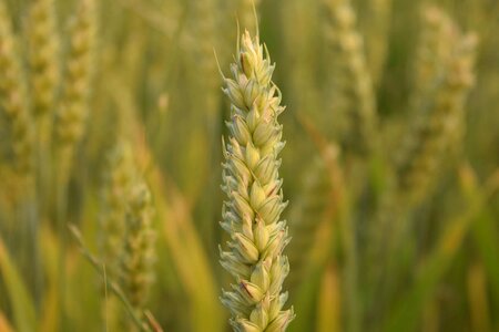 Agriculture cereal field
