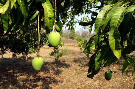 Alphonso variety tropical