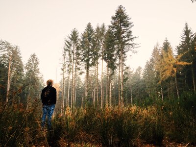 Landscape outdoor forest landscape photo