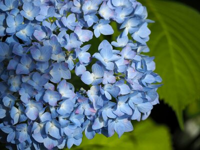 Rainy season plant blue flowers photo