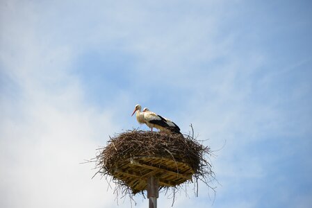 Birds animal rattle stork