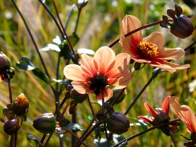Backlighting buds dahlia