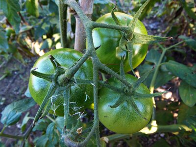 Food mature healthy