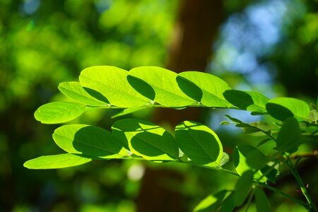 Robinia leaf veins filigree photo